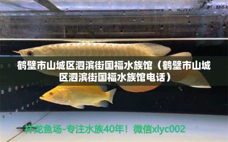 鹤壁市山城区泗滨街国福水族馆（鹤壁市山城区泗滨街国福水族馆电话） 全国水族馆企业名录