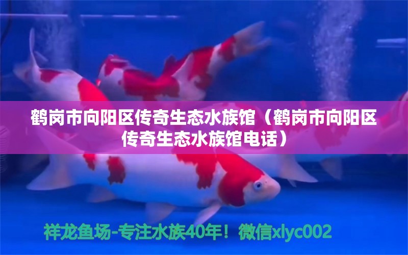 鹤岗市向阳区传奇生态水族馆（鹤岗市向阳区传奇生态水族馆电话） 全国水族馆企业名录