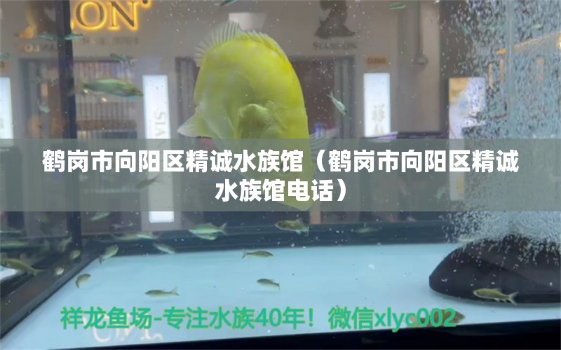 鹤岗市向阳区精诚水族馆（鹤岗市向阳区精诚水族馆电话） 全国水族馆企业名录