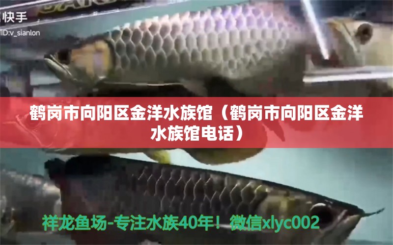 鹤岗市向阳区金洋水族馆（鹤岗市向阳区金洋水族馆电话） 全国水族馆企业名录