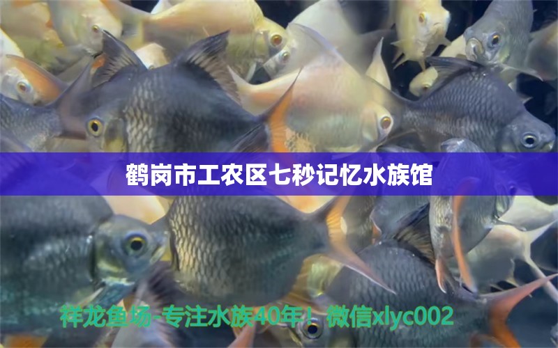 鹤岗市工农区七秒记忆水族馆