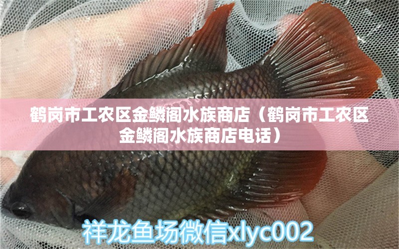 鹤岗市工农区金鳞阁水族商店（鹤岗市工农区金鳞阁水族商店电话） 全国水族馆企业名录