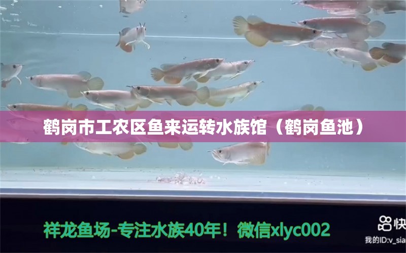 鹤岗市工农区鱼来运转水族馆（鹤岗鱼池）