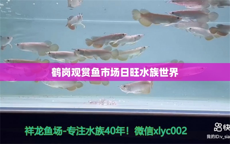 鹤岗观赏鱼市场日旺水族世界 观赏鱼市场（混养鱼）