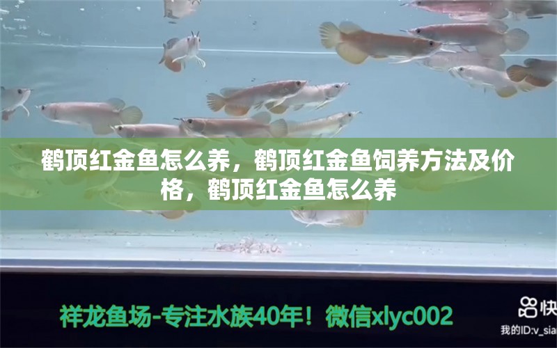 鹤顶红金鱼怎么养，鹤顶红金鱼饲养方法及价格，鹤顶红金鱼怎么养