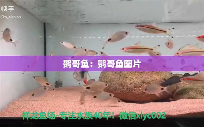 鹦哥鱼：鹦哥鱼图片