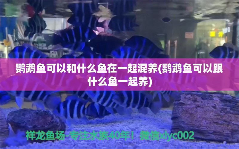 鹦鹉鱼可以和什么鱼在一起混养(鹦鹉鱼可以跟什么鱼一起养)