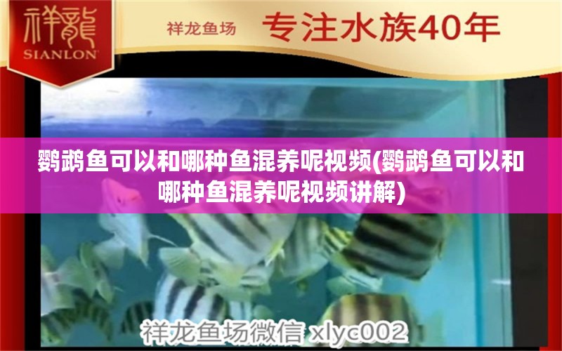 鹦鹉鱼可以和哪种鱼混养呢视频(鹦鹉鱼可以和哪种鱼混养呢视频讲解) 鹦鹉鱼