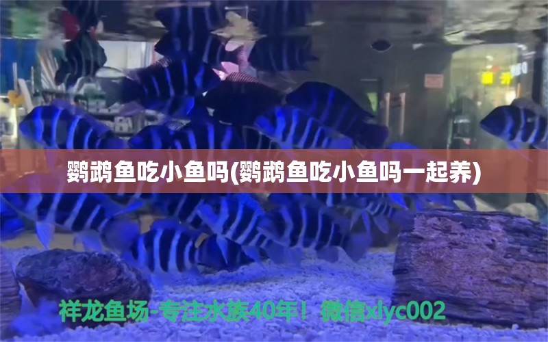 鹦鹉鱼吃小鱼吗(鹦鹉鱼吃小鱼吗一起养)