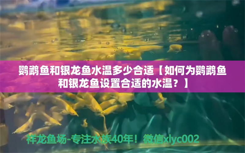 鹦鹉鱼和银龙鱼水温多少合适【如何为鹦鹉鱼和银龙鱼设置合适的水温？】