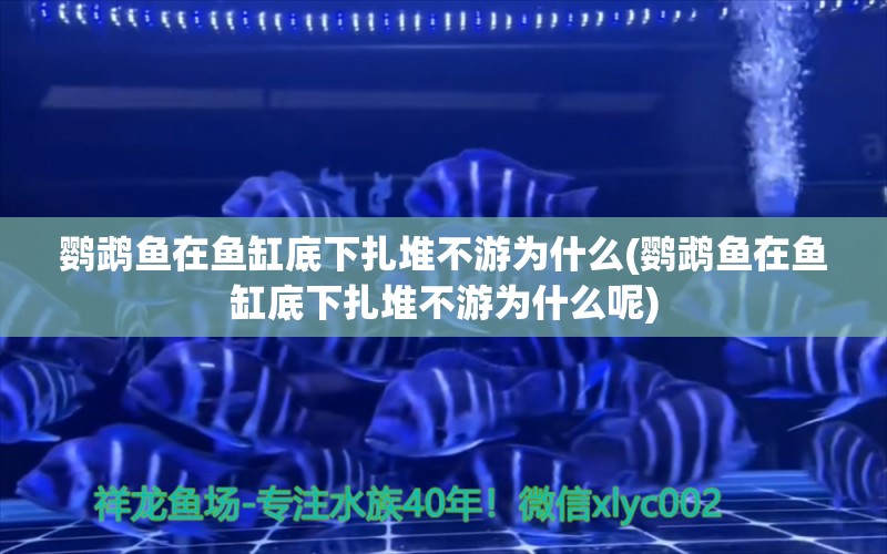 鹦鹉鱼在鱼缸底下扎堆不游为什么(鹦鹉鱼在鱼缸底下扎堆不游为什么呢) 鹦鹉鱼