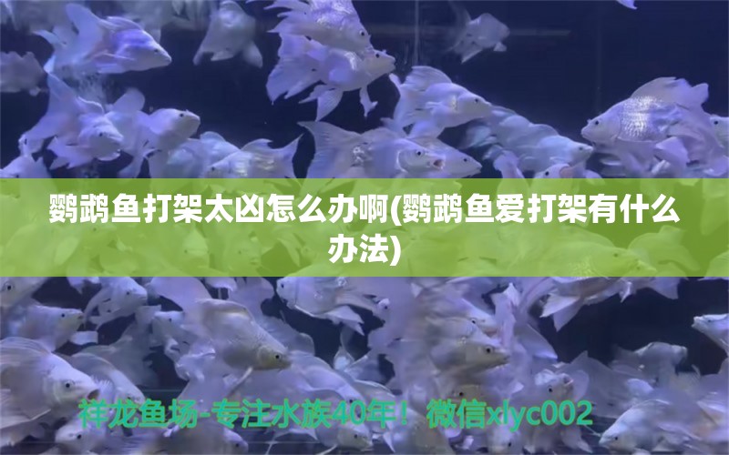 鹦鹉鱼打架太凶怎么办啊(鹦鹉鱼爱打架有什么办法)