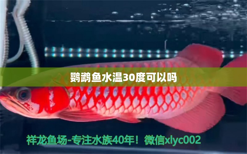 鹦鹉鱼水温30度可以吗 蓝底过背金龙鱼 第1张