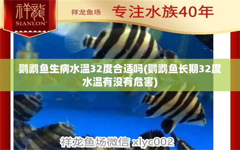 鹦鹉鱼生病水温32度合适吗(鹦鹉鱼长期32度水温有没有危害) 鹦鹉鱼