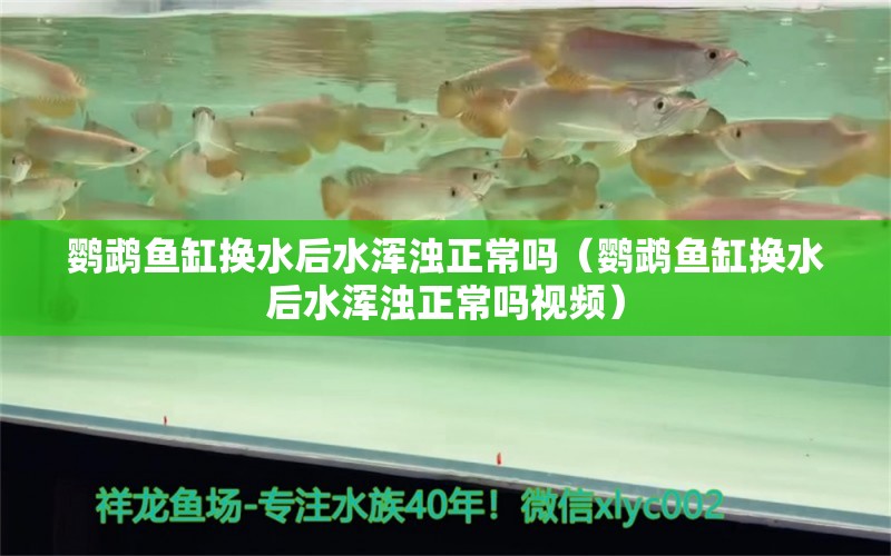 鹦鹉鱼缸换水后水浑浊正常吗（鹦鹉鱼缸换水后水浑浊正常吗视频） 鹦鹉鱼