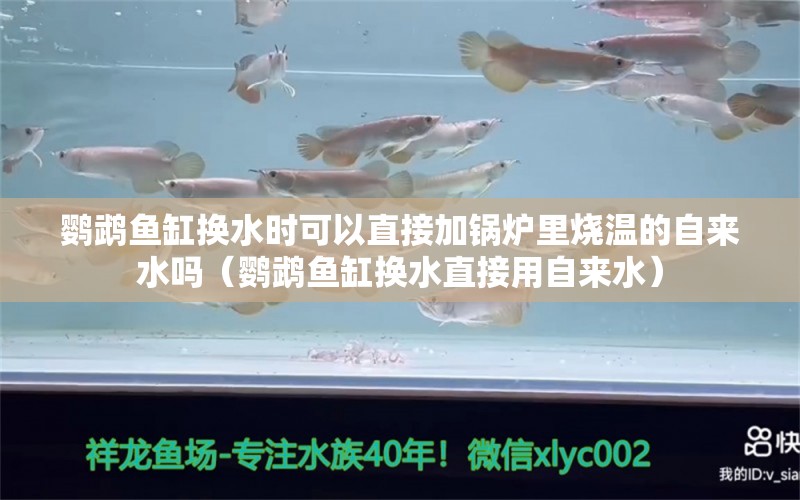 鹦鹉鱼缸换水时可以直接加锅炉里烧温的自来水吗（鹦鹉鱼缸换水直接用自来水） 鹦鹉鱼