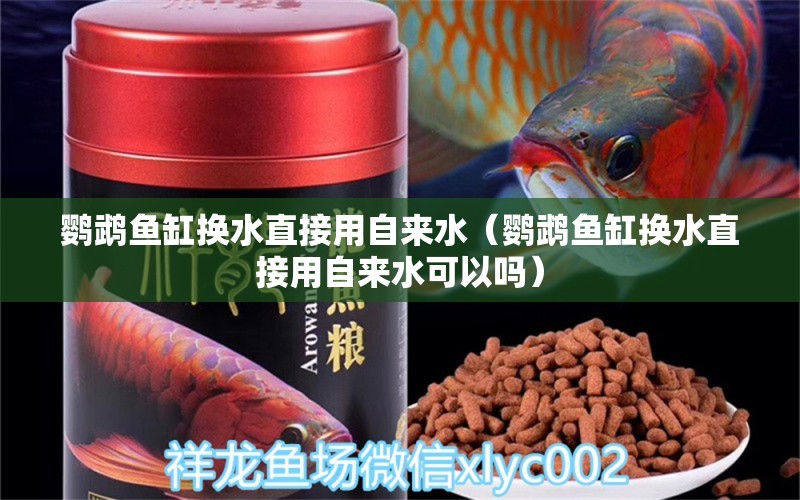 鹦鹉鱼缸换水直接用自来水（鹦鹉鱼缸换水直接用自来水可以吗）