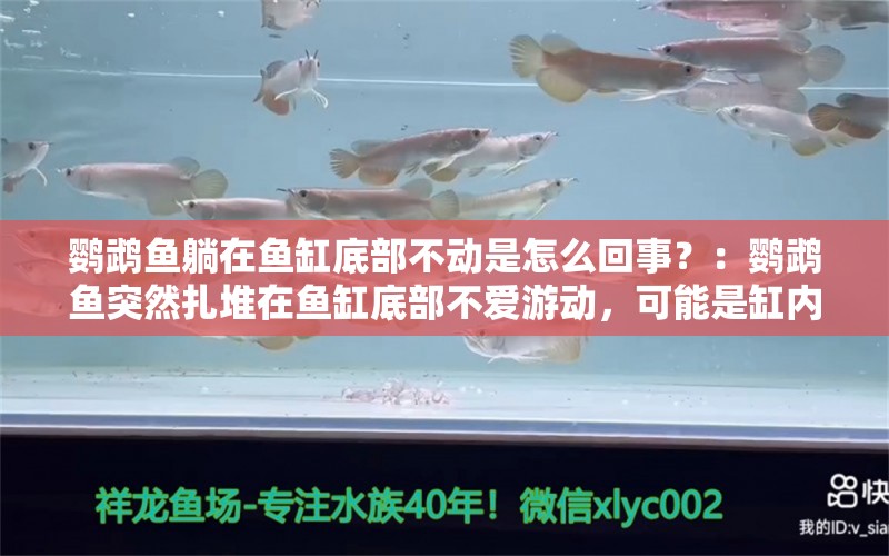 鹦鹉鱼躺在鱼缸底部不动是怎么回事？：鹦鹉鱼突然扎堆在鱼缸底部不爱游动，可能是缸内缺氧造成的 鱼缸百科 第2张