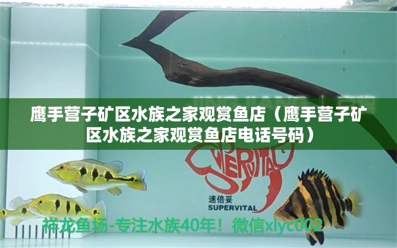 鹰手营子矿区水族之家观赏鱼店（鹰手营子矿区水族之家观赏鱼店电话号码）