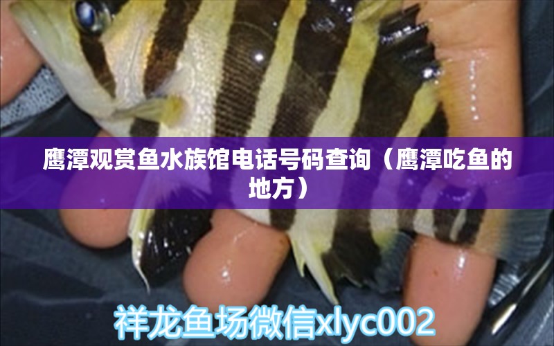 鹰潭观赏鱼水族馆电话号码查询（鹰潭吃鱼的地方）