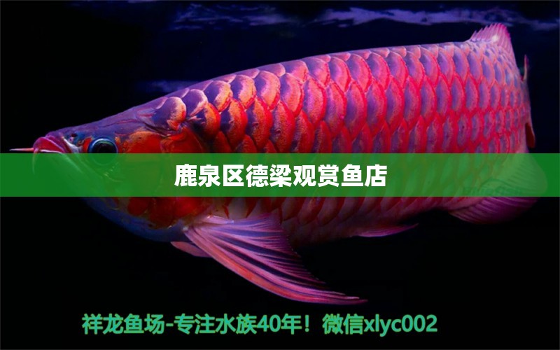 鹿泉区德梁观赏鱼店 全国水族馆企业名录