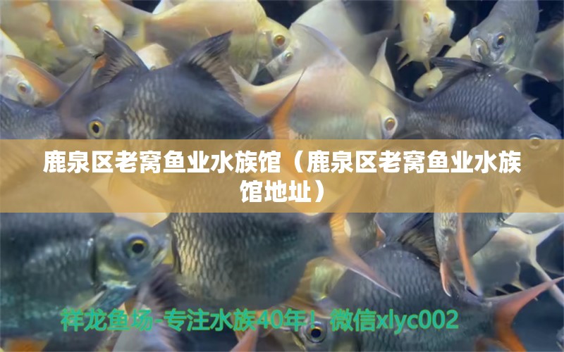 鹿泉区老窝鱼业水族馆（鹿泉区老窝鱼业水族馆地址） 全国水族馆企业名录