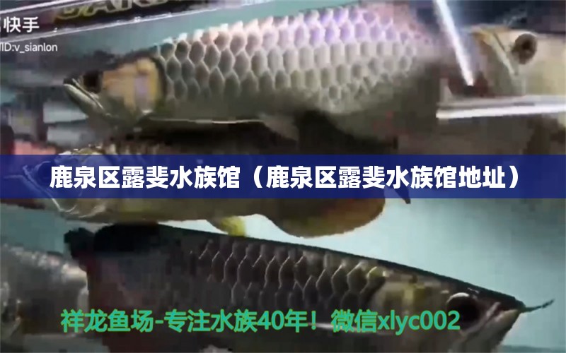 鹿泉区露斐水族馆（鹿泉区露斐水族馆地址） 全国水族馆企业名录