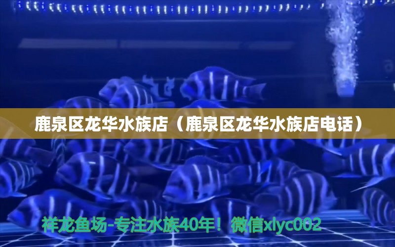 鹿泉区龙华水族店（鹿泉区龙华水族店电话）