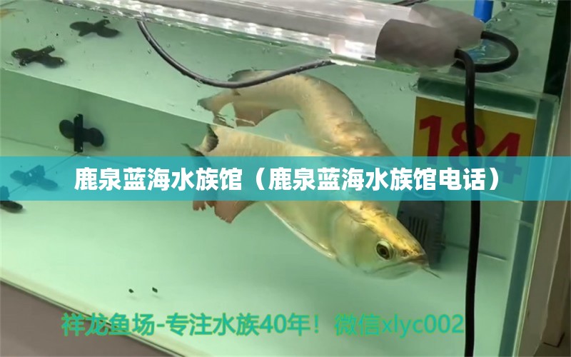 鹿泉蓝海水族馆（鹿泉蓝海水族馆电话）