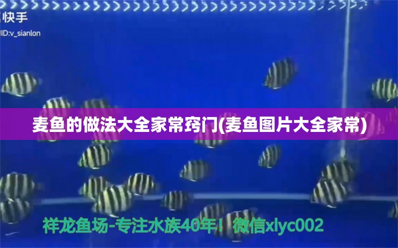 麦鱼的做法大全家常窍门(麦鱼图片大全家常) 水族品牌