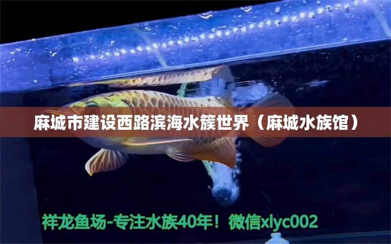 麻城市建设西路滨海水簇世界（麻城水族馆） 全国水族馆企业名录 第1张