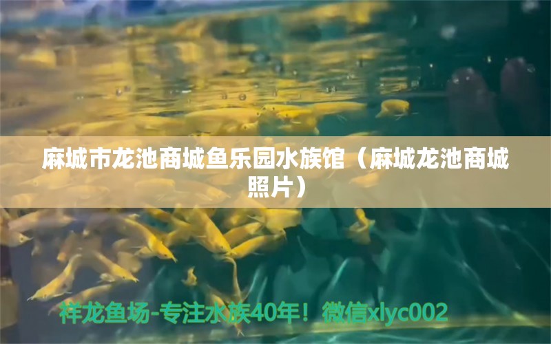 麻城市龙池商城鱼乐园水族馆（麻城龙池商城照片） 全国水族馆企业名录