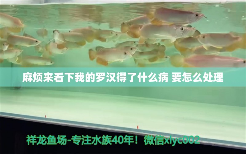 麻烦来看下我的罗汉得了什么病 要怎么处理