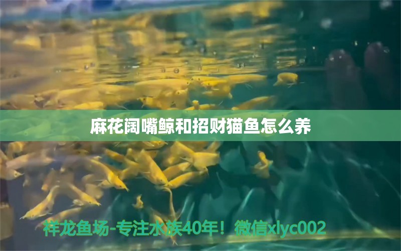 麻花阔嘴鲸和招财猫鱼怎么养 红眼黄化幽灵火箭鱼|皇家火箭鱼