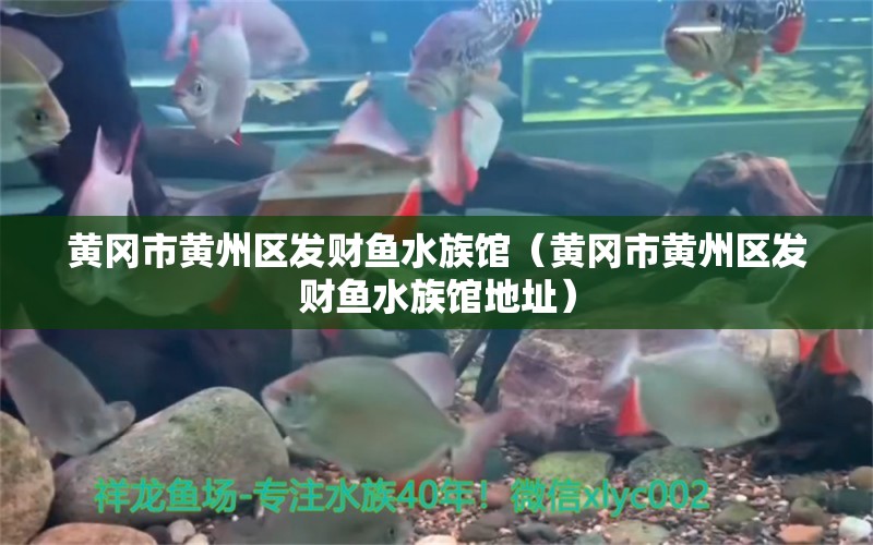 黄冈市黄州区发财鱼水族馆（黄冈市黄州区发财鱼水族馆地址） 全国水族馆企业名录