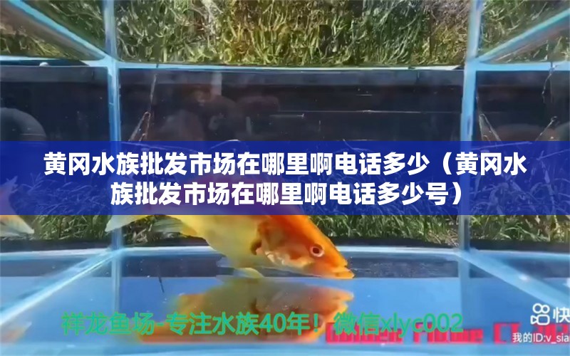 黄冈水族批发市场在哪里啊电话多少（黄冈水族批发市场在哪里啊电话多少号）