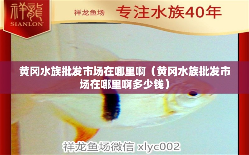 黄冈水族批发市场在哪里啊（黄冈水族批发市场在哪里啊多少钱） 观赏鱼水族批发市场