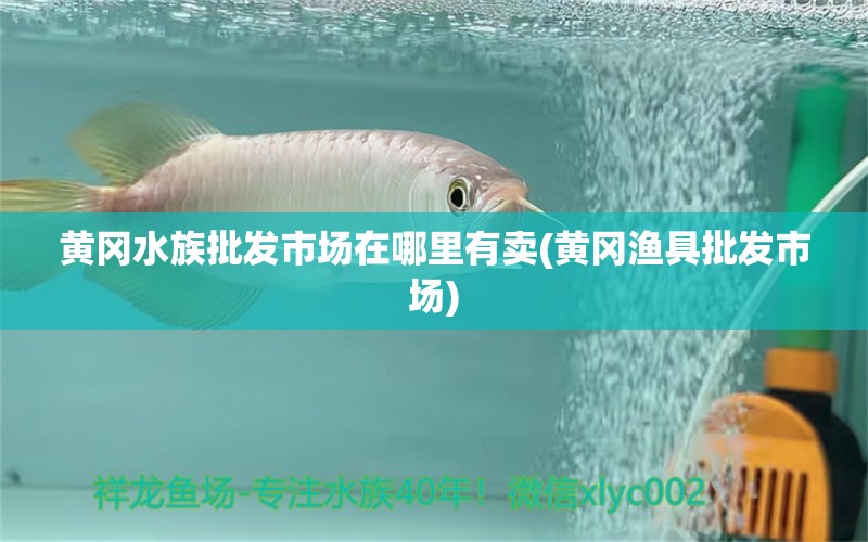 黄冈水族批发市场在哪里有卖(黄冈渔具批发市场) 观赏鱼水族批发市场