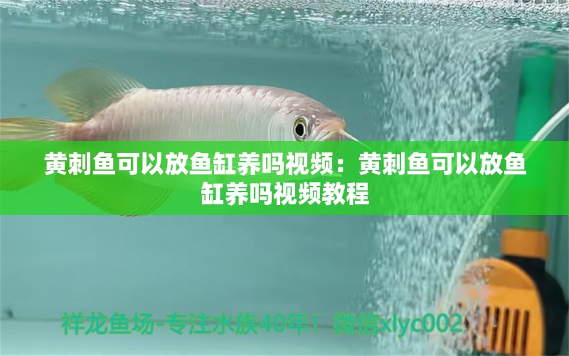 黄刺鱼可以放鱼缸养吗视频：黄刺鱼可以放鱼缸养吗视频教程 广州水族批发市场