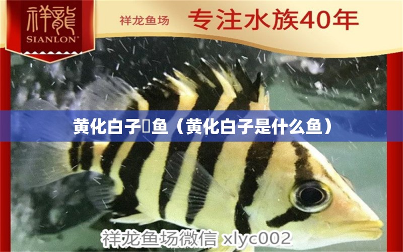 黄化白子魟鱼（黄化白子是什么鱼） 祥龙水族医院