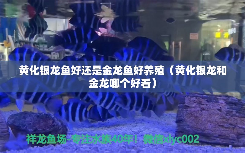 黄化银龙鱼好还是金龙鱼好养殖（黄化银龙和金龙哪个好看） 银龙鱼百科 第1张