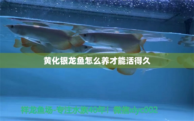 黄化银龙鱼怎么养才能活得久