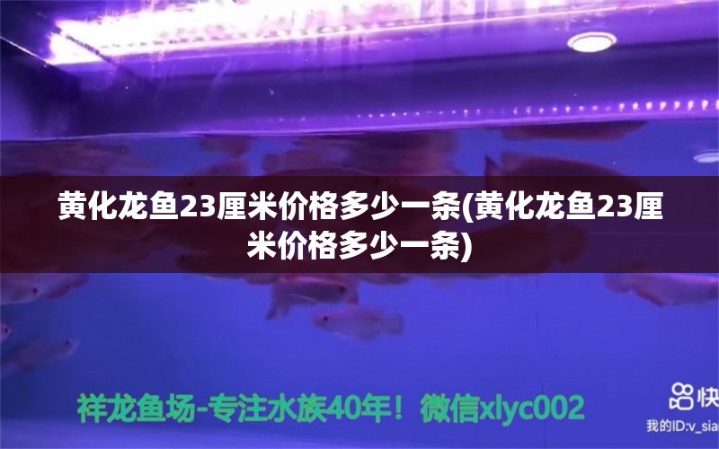 黄化龙鱼23厘米价格多少一条(黄化龙鱼23厘米价格多少一条) 除藻剂