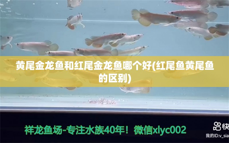 黄尾金龙鱼和红尾金龙鱼哪个好(红尾鱼黄尾鱼的区别) 水族用品