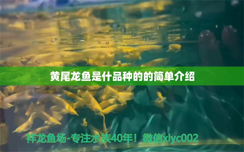 黄尾龙鱼是什品种的的简单介绍 水族灯（鱼缸灯）