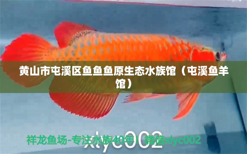 黄山市屯溪区鱼鱼鱼原生态水族馆（屯溪鱼羊馆）