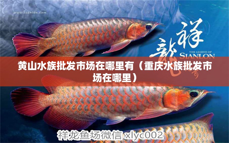 黄山水族批发市场在哪里有（重庆水族批发市场在哪里）