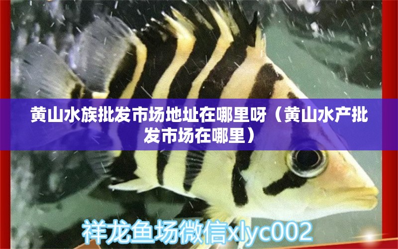 黄山水族批发市场地址在哪里呀（黄山水产批发市场在哪里）