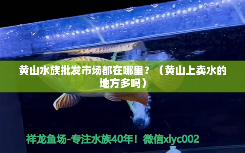 黄山水族批发市场都在哪里？（黄山上卖水的地方多吗） 养鱼知识 第1张