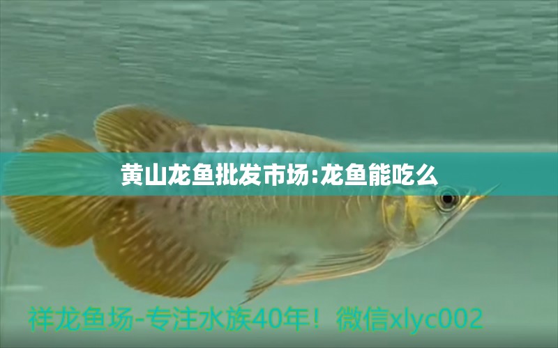 黄山龙鱼批发市场:龙鱼能吃么